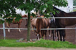 obrazek ze spędzania koni z pastwiska