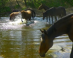 tymczasem na pastwisku: końskie SPA:)))