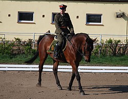 Andrzej Ciesielski i Honor w konkursie ujeżdżenia