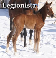 Legionista 2 dniowy