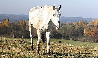 przedostatni dzień Niciary na pastwisku