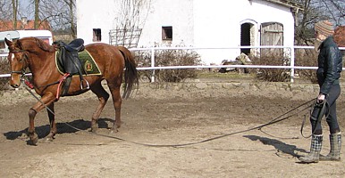 Olka przy pracy z młodymi końmi - zgadnijcie - którym???