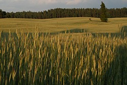 łąki, pagórki - po prostu Kierzbuń!:))))