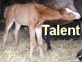 Talent tuż po urodzeniu - sięga po mleczko