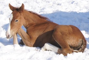 Tantalowi bardzo smakuje śnieg!:))