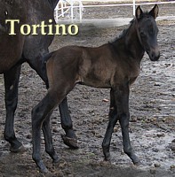 tortino