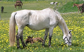 Tuluza i jej 2-dniowa córeczka z 2007r.